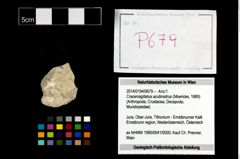 Foto (Objekt + Etikett) von Cracensigillatus acutirostrus (Moericke, 1889)  (NHMW-GEO-2014-0194-0679)